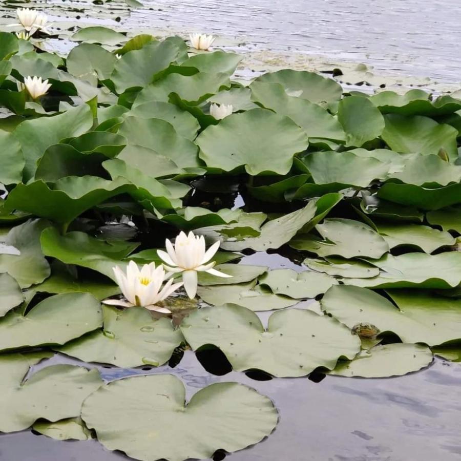 Pensiunea Iubire De Delta " La Traian " 穆里吉奥尔 外观 照片